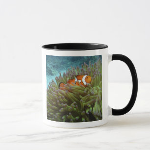 Westelijke Clownvis ( Amphiprion ocellaris ) Mok