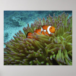 Westelijke Clownvis ( Amphiprion ocellaris ) Poster