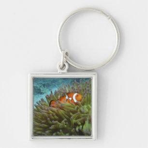Westelijke clownvis ( Amphiprion ocellaris ) Sleutelhanger