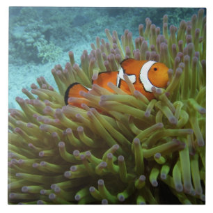 Westelijke clownvis ( Amphiprion ocellaris ) Tegeltje