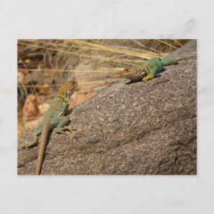 Westelijke halsbandhagedissen in Colorado Briefkaart