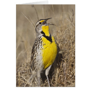 Westelijke Weideleeuwerik (Sturnella neglecta)