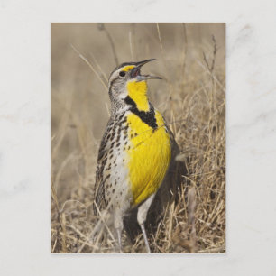 Westelijke weideleeuwerik (Sturnella neglecta) Briefkaart