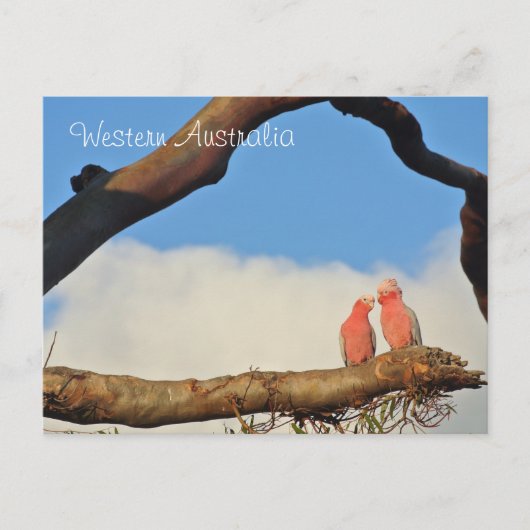Western Australia Birds Feestdagenkaart (Voorkant)