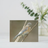 Western Bluebird femelle 1 Carte postale (Debout devant)