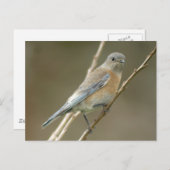 Western Bluebird femelle 1 Carte postale (Devant / Derrière)