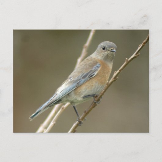 Western Bluebird femelle 1 Carte postale (Devant)