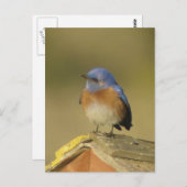 Western Briefkaart Blauwvogel 3 (Voorkant / Achterkant)