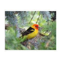 Western Briefkaart Tanager