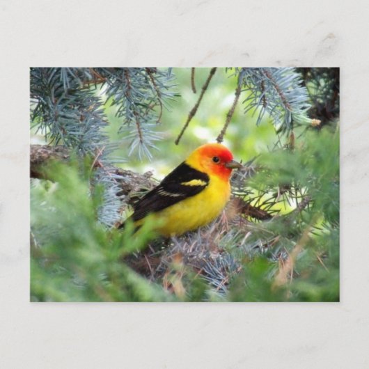 Western Briefkaart Tanager (Voorkant)