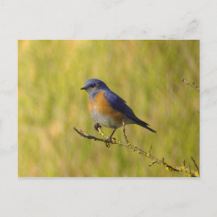 Western Briefkaart van blauwvogel