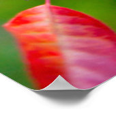 Western Choke Cherry (Prunus Virginiana) Poster (Hoek)