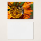 Western Honey Bee Macro photo (Devant & derrière)