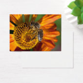 Western Honey Bee Macro photo (Bureau)