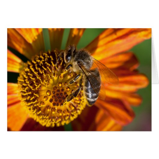 Western Honey Bee Macro photo (Devant Horizontal)