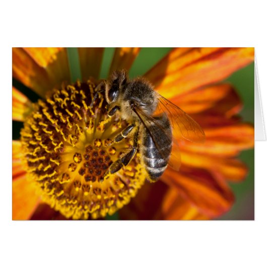Western Honey Bee Macro photo (Devant horizontal)