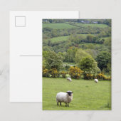 Western Ierland, Dingle breed Schiereiland, Briefkaart (Voorkant / Achterkant)