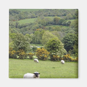 Western Ierland, Dingle Peninsula, breed Magneet