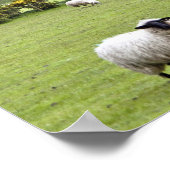 Western Ierland, Dingle Peninsula, breed Poster (Hoek)