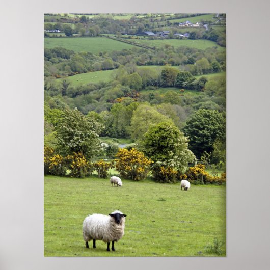 Western Ierland, Dingle Peninsula, breed Poster (Voorkant)