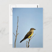 Western Kingbird Briefkaart (Voorkant / Achterkant)