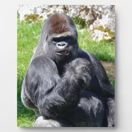 Western laagland gorilla's fotoplaat (Voorkant)