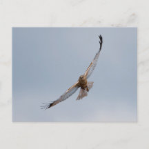 Western marsh harrier briefkaart