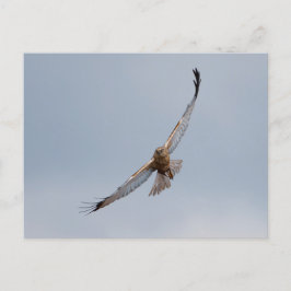 Western marsh harrier briefkaart