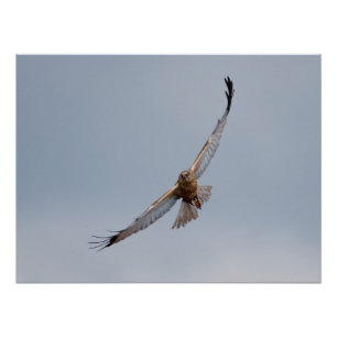 Western Marsh Harrier poster Perfect Poster