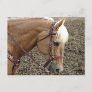 Western paard van Palomino Briefkaart