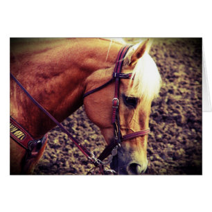 Western Palomino