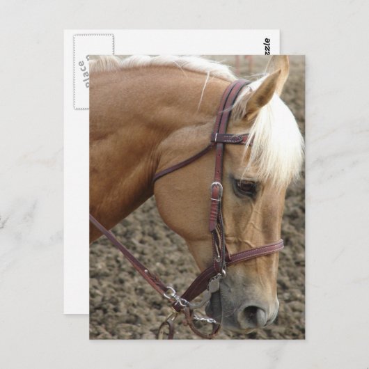 Western Palomino Briefkaart (Voorkant / Achterkant)