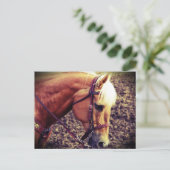 Western Palomino Briefkaart (Staand voorkant)