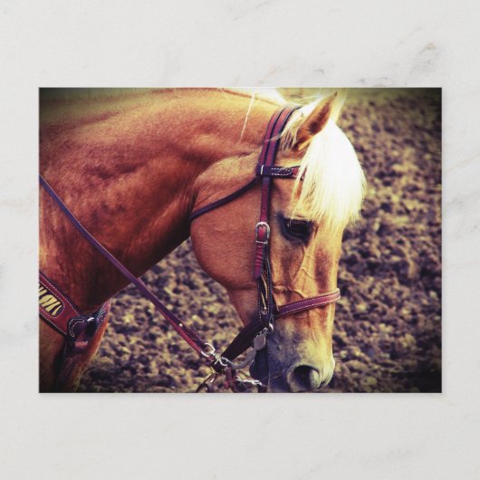 Western Palomino Briefkaart (Voorkant)