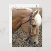 Western  Palomino Briefkaart (Voorkant / Achterkant)