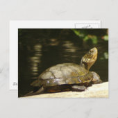 Western Pond Turtle Briefkaart (Voorkant / Achterkant)