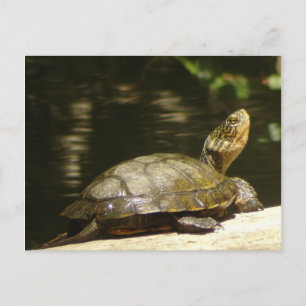 Western Pond Turtle Briefkaart