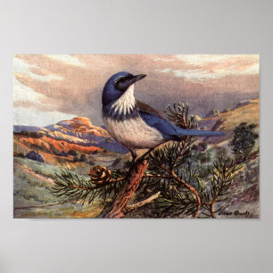  Western Poster voor scrub-Jay