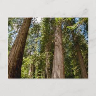 Western Red Cedar Trees Briefkaart