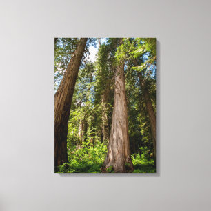Western Red Cedar Trees Canvas Afdruk