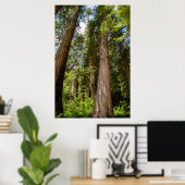 Western Red Cedar Trees Poster (Thuiskantoor)