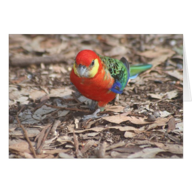 Western Rosella - Platycercus icterotis (Devant horizontal)