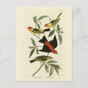 Western, Scarlet Tanagers Audubon Birds of America Briefkaart