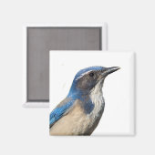 Western Scrub Jay Magnet (Recto/Verso)