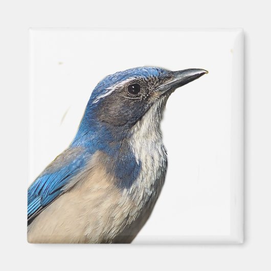 Western Scrub Jay Magnet (Devant)