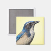 Western Scrub Jay Magnet (Recto/Verso)