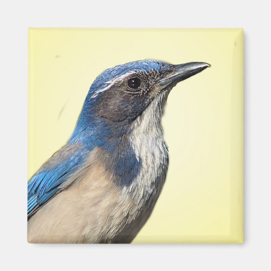 Western Scrub Jay Magnet (Devant)