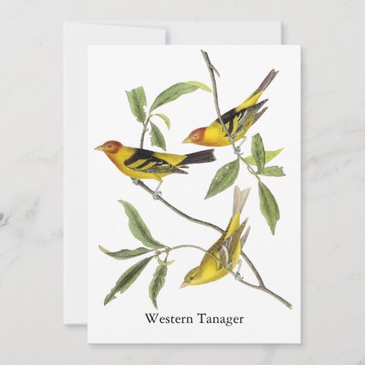 Western Tanager - John James Audubon Kaart (Voorkant)