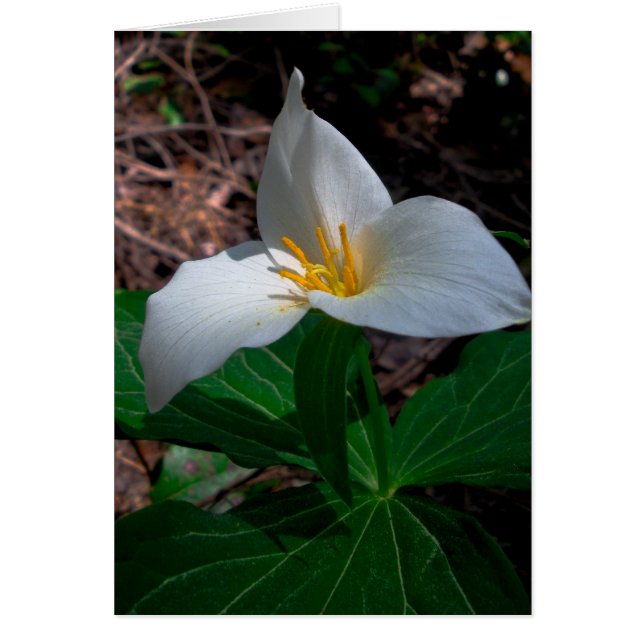 Western trillium (Voorkant)