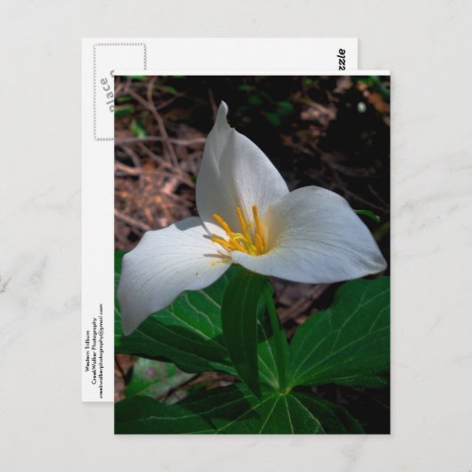 Western Trillium 01 Briefkaart (Voorkant / Achterkant)
